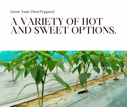 Mystery Seed Pack for sale (Hot Peppers, Sweet Peppers). Grow your own Hot chile peppers.