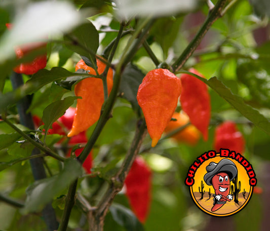 Ghost Pepper Seeds for sale (Bhut Jolokia SuperHot)